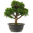 Juniperus chinensis Itoigawa, 27,5 cm, ± 15 Jahre alt