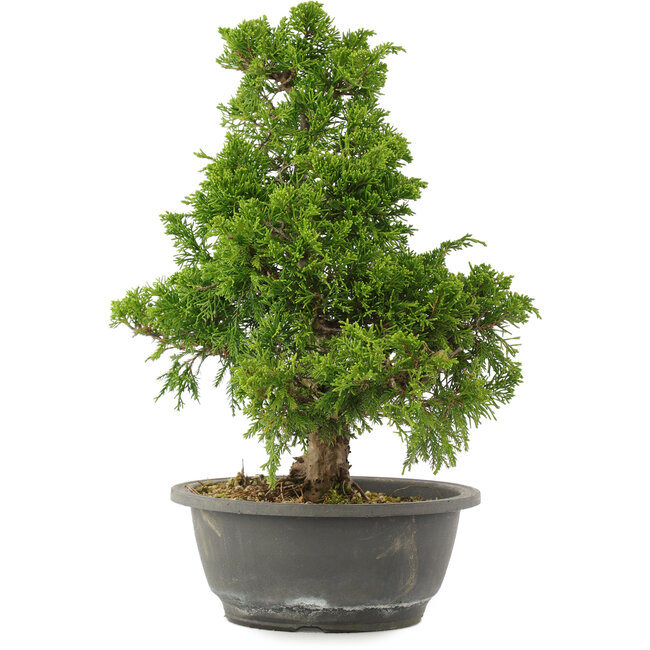Juniperus chinensis Itoigawa, 32 cm, ± 15 años