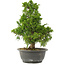 Juniperus chinensis Itoigawa, 32 cm, ± 15 anni