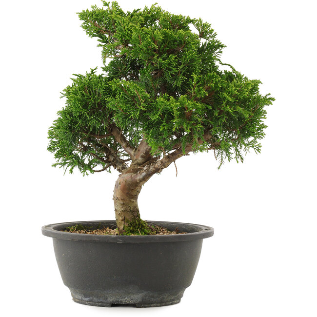 Juniperus chinensis Itoigawa, 27,5 cm, ± 15 Jahre alt