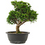 Juniperus chinensis Itoigawa, 27,5 cm, ± 15 ans