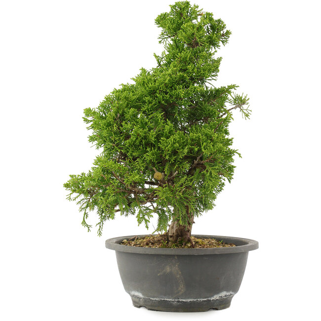 Juniperus chinensis Itoigawa, 32 cm, ± 15 años