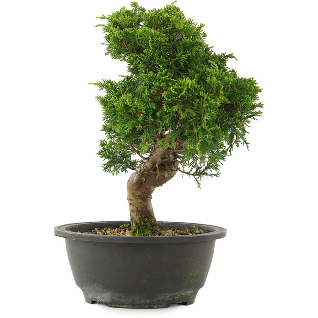 Juniperus chinensis Itoigawa, 27,5 cm, ± 15 years old