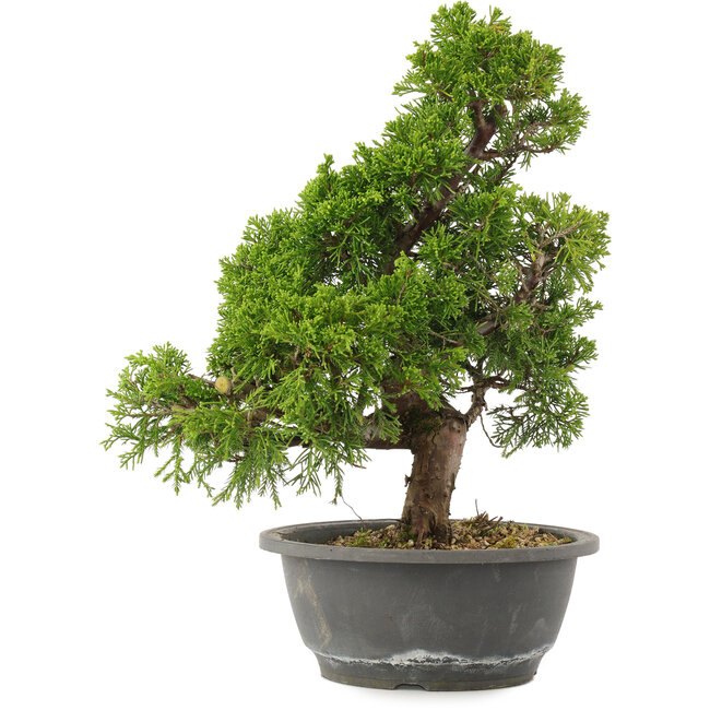 Juniperus chinensis Itoigawa, 32 cm, ± 15 jaar oud