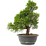 Juniperus chinensis Itoigawa, 32 cm, ± 15 años