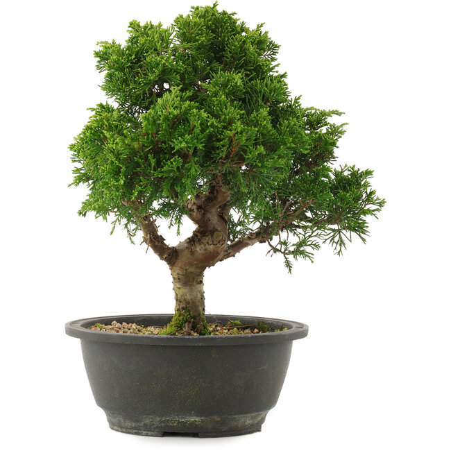 Juniperus chinensis Itoigawa, 27,5 cm, ± 15 años