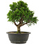 Juniperus chinensis Itoigawa, 27,5 cm, ± 15 ans