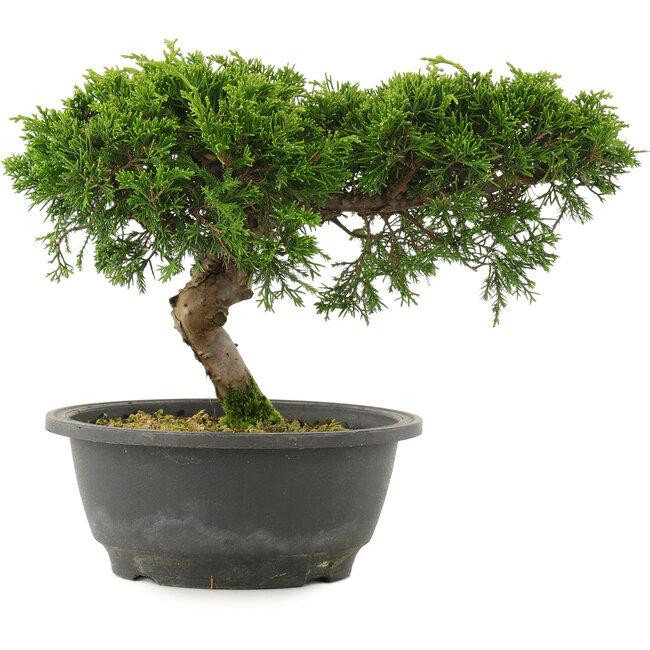 Juniperus chinensis Itoigawa, 21 cm, ± 15 Jahre alt