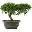 Juniperus chinensis Itoigawa, 21 cm, ± 15 Jahre alt