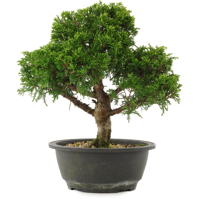 Juniperus chinensis Itoigawa, 27,5 cm, ± 15 ans