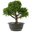 Juniperus chinensis Itoigawa, 27,5 cm, ± 15 años
