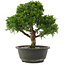 Juniperus chinensis Itoigawa, 27,5 cm, ± 15 Jahre alt