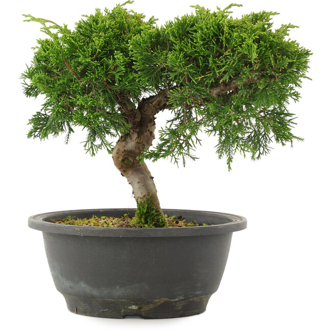 Juniperus chinensis Itoigawa, 21 cm, ± 15 Jahre alt