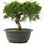 Juniperus chinensis Itoigawa, 21 cm, ± 15 Jahre alt