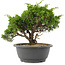 Juniperus chinensis Itoigawa, 21,5 cm, ± 15 Jahre alt