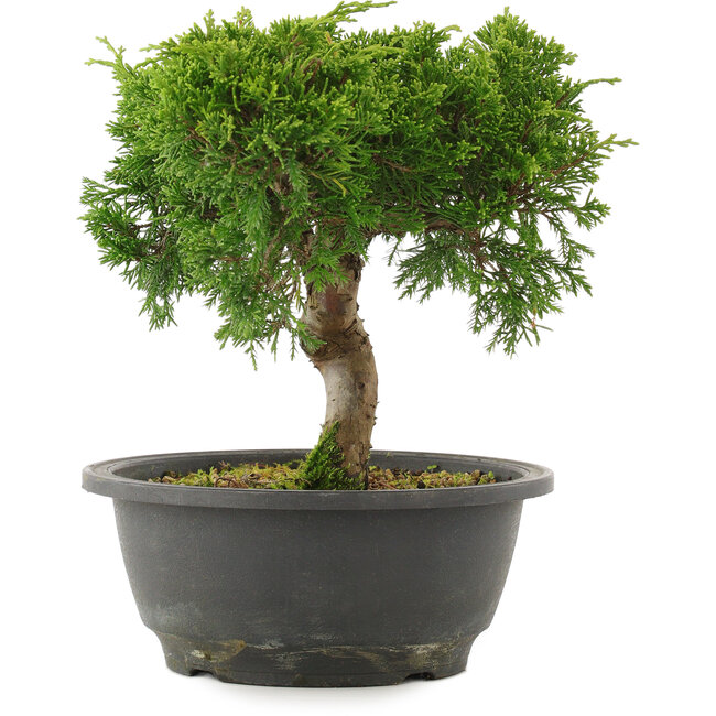 Juniperus chinensis Itoigawa, 21 cm, ± 15 jaar oud