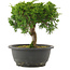 Juniperus chinensis Itoigawa, 21 cm, ± 15 Jahre alt