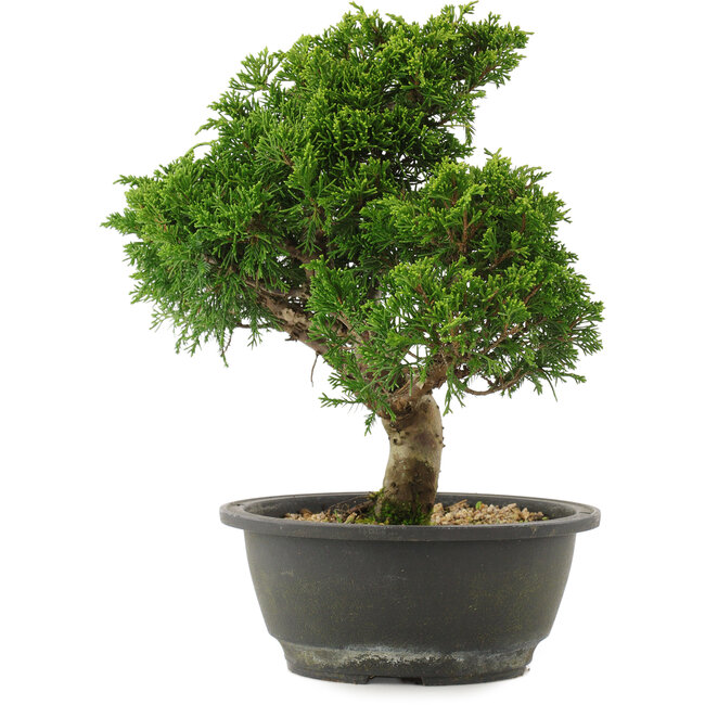 Juniperus chinensis Itoigawa, 27,5 cm, ± 15 years old