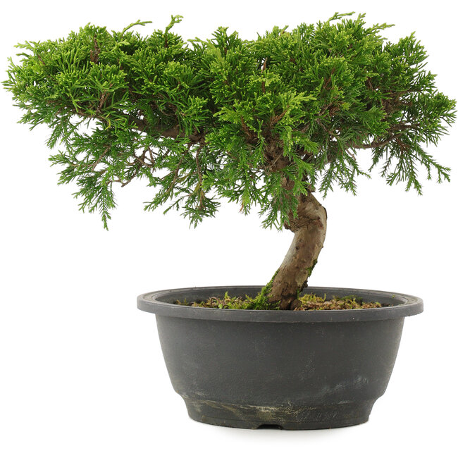 Juniperus chinensis Itoigawa, 21 cm, ± 15 anni