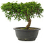 Juniperus chinensis Itoigawa, 21 cm, ± 15 years old