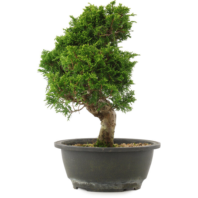 Juniperus chinensis Itoigawa, 27,5 cm, ± 15 años