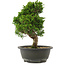 Juniperus chinensis Itoigawa, 27,5 cm, ± 15 jaar oud