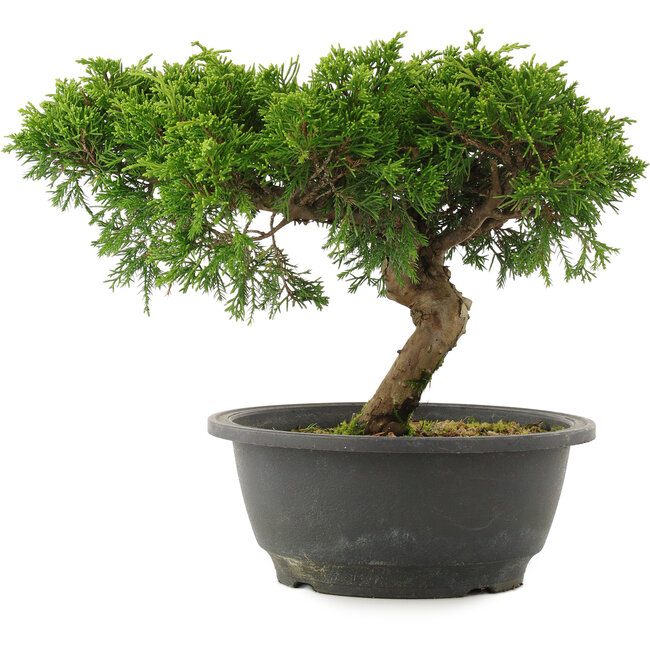 Juniperus chinensis Itoigawa, 21 cm, ± 15 ans