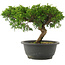 Juniperus chinensis Itoigawa, 21 cm, ± 15 Jahre alt
