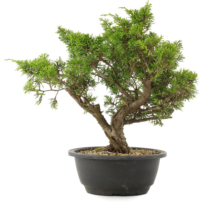 Juniperus chinensis Itoigawa, 30,5 cm, ± 15 jaar oud