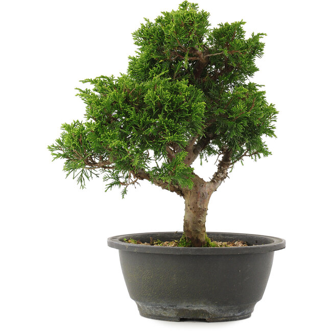 Juniperus chinensis Itoigawa, 27,5 cm, ± 15 años