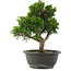 Juniperus chinensis Itoigawa, 27,5 cm, ± 15 jaar oud