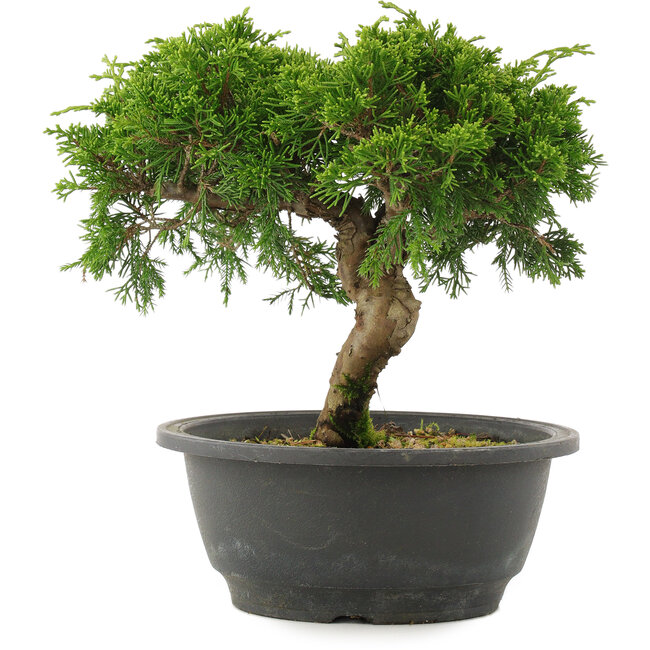 Juniperus chinensis Itoigawa, 21 cm, ± 15 ans