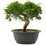 Juniperus chinensis Itoigawa, 21 cm, ± 15 jaar oud