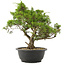 Juniperus chinensis Itoigawa, 30,5 cm, ± 15 Jahre alt