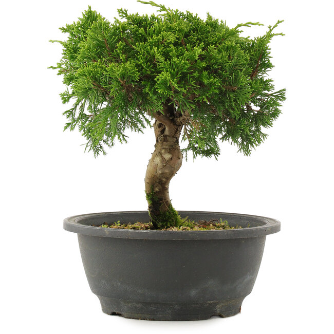 Juniperus chinensis Itoigawa, 21 cm, ± 15 años