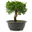 Juniperus chinensis Itoigawa, 21 cm, ± 15 Jahre alt