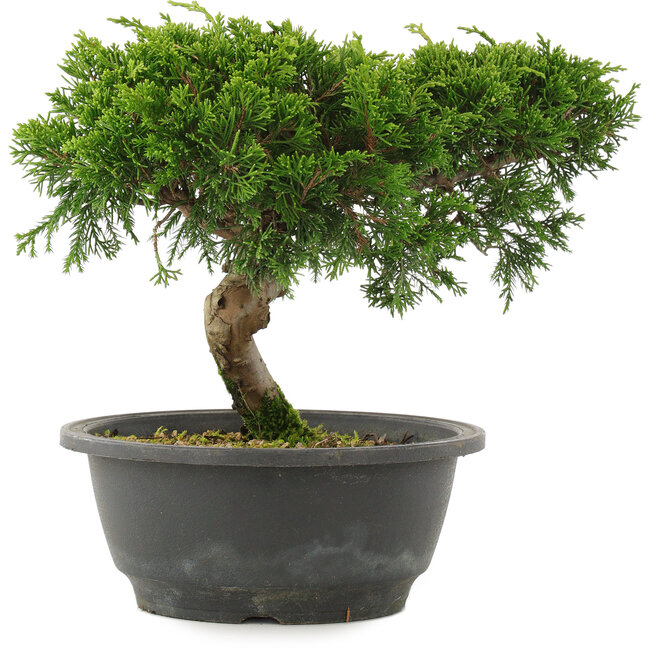 Juniperus chinensis Itoigawa, 21 cm, ± 15 jaar oud