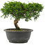 Juniperus chinensis Itoigawa, 21 cm, ± 15 years old