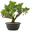 Juniperus chinensis Itoigawa, 30,5 cm, ± 15 Jahre alt