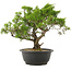 Juniperus chinensis Itoigawa, 30,5 cm, ± 15 jaar oud