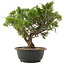 Juniperus chinensis Itoigawa, 30,5 cm, ± 15 jaar oud