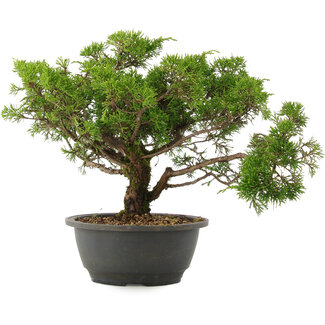 Juniperus chinensis Itoigawa, 26,5 cm, ± 15 anni