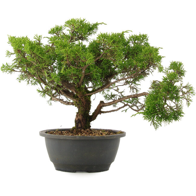 Juniperus chinensis Itoigawa, 26,5 cm, ± 15 ans