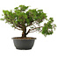 Juniperus chinensis Itoigawa, 26,5 cm, ± 15 Jahre alt