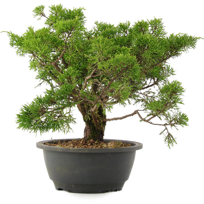 Juniperus chinensis Itoigawa, 26,5 cm, ± 15 ans