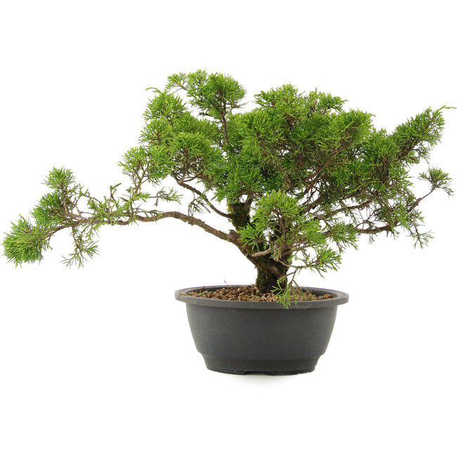 Juniperus chinensis Itoigawa, 26,5 cm, ± 15 jaar oud