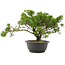 Juniperus chinensis Itoigawa, 26,5 cm, ± 15 ans