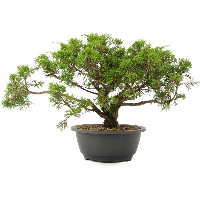 Juniperus chinensis Itoigawa, 26,5 cm, ± 15 anni