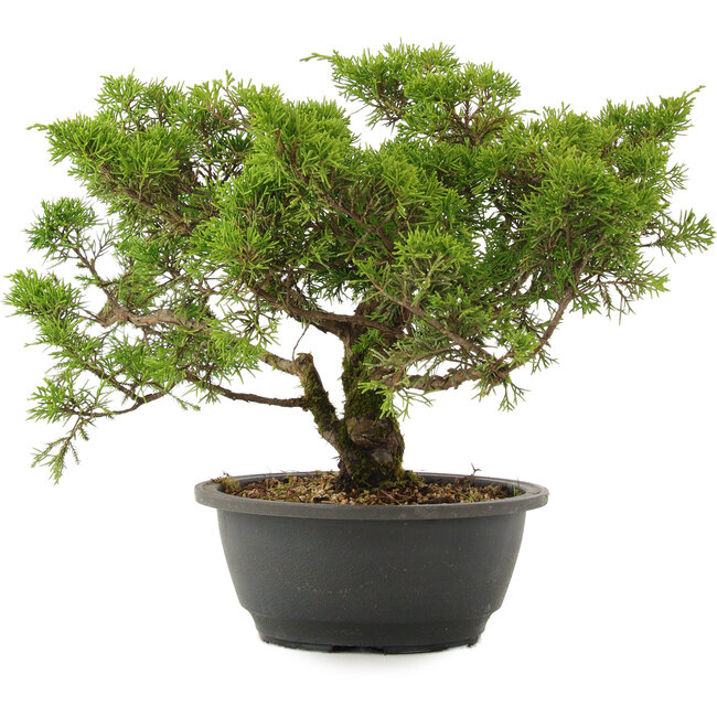Juniperus chinensis Itoigawa, 26,5 cm, ± 15 years old
