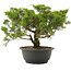 Juniperus chinensis Itoigawa, 26,5 cm, ± 15 Jahre alt